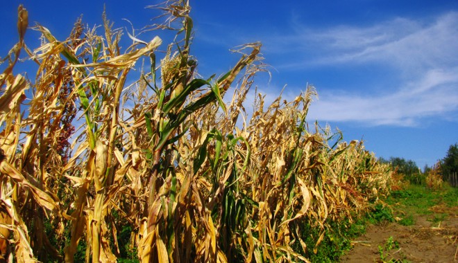 România, pe primul loc în UE la suprafața cultivată cu porumb - porumb1-1364545173.jpg