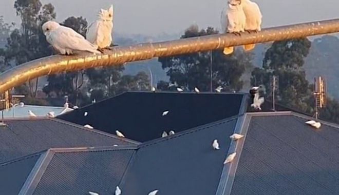 Daily Mail: Moment bizar în Australia. Mii de păsări iau cu asalt o suburbie - poza-1619684561.jpg