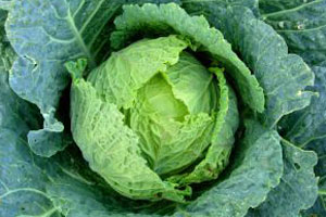 De ce nu e bună cura cu varză pentru dietă - pozaint21-1361226025.jpg