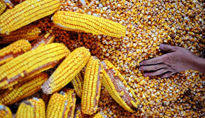 Poziția României în topul producțiilor agricole din Uniunea Europeană - pozitiaromaniei-1522586058.jpg