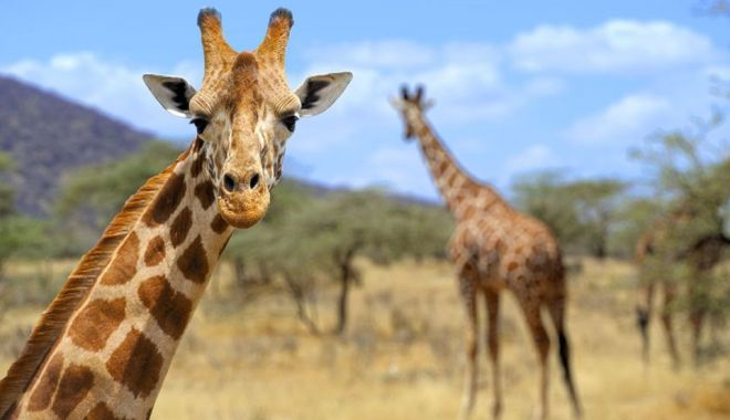 Un cineast a fost ucis de o girafă pe platoul de filmare - pppppp-1525681255.jpg