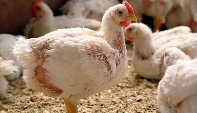 ANPC: Furajele care dau culoarea galbenă a puilor nu sunt toxice; reprezintă o practică înşelătoare