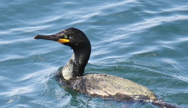 Cuib inedit la malul mării. Cormorani moțați, în Portul Constanța - premieracormorani2cmyk-1553552363.jpg