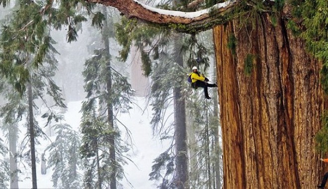 Foto/ Imagini incredibile cu cei mai mari copaci din lume - presedintele-1353401630.jpg