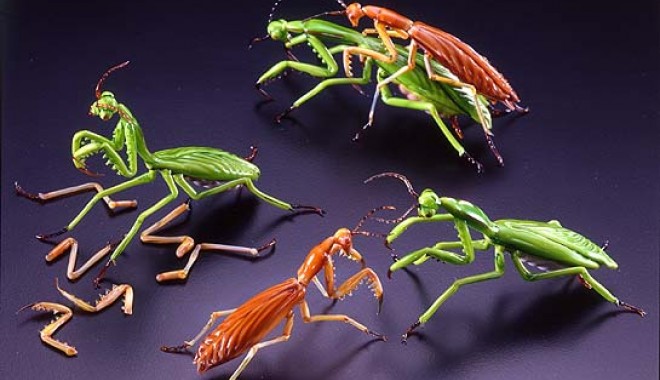 Cele mai ciudate legi sexuale pe mapamond - preying20mantis20set20heyd-1318599011.jpg