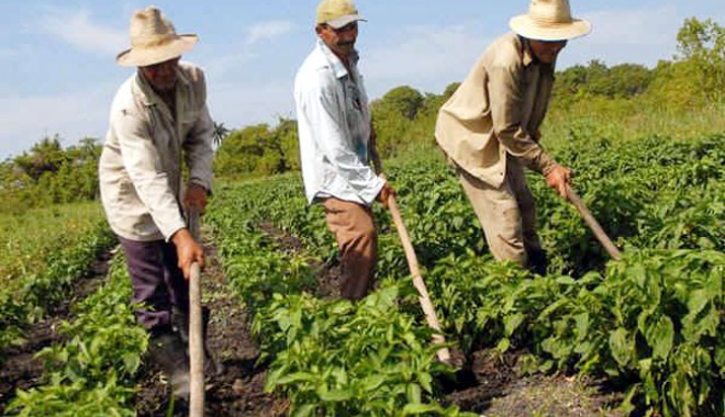 1,25% pe an - prima unică de garantare din agricultură, în anul 2014 - primadegarantare-1389635411.jpg