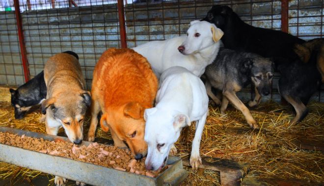 Primăria Constanţa. Se reia programul cu publicul la Adăpostul pentru animale abandonate - primariaconstantaadapost-1610361582.jpg