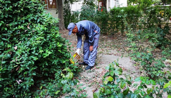 Primăria continuă deratizarea. Momeli toxice, amplasate în parcuri - primariacontinuaderatizarea-1536757278.jpg