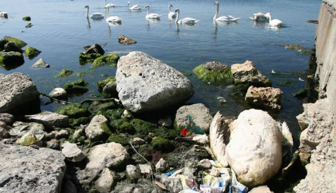 Primăria Mangalia, acțiune de ecologizare pe plaja din oraș - primariamangaliaactiuneecologiza-1431613395.jpg