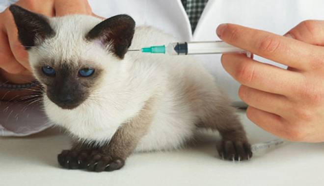 Prima vaccinare la puiul de pisică - primavaccin-1415112598.jpg