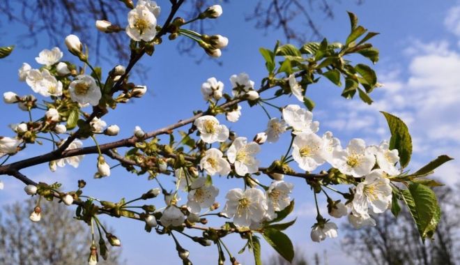 Prognoza meteo pe 4 săptămâni: Temperaturile revin la normal începând din aprilie - primavara-1616140203.jpg