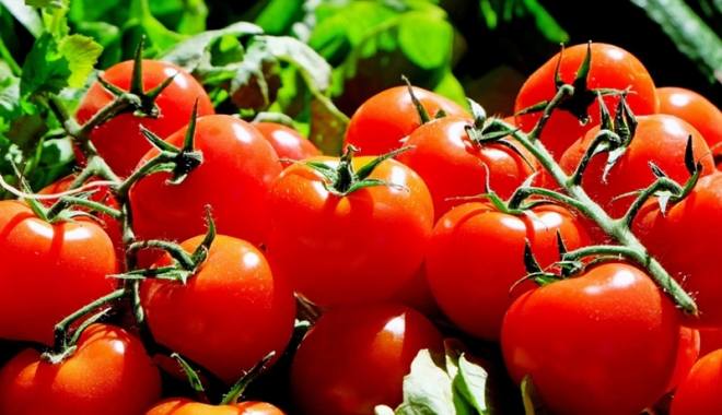 Primele roade ale programului de sprijin pentru tomatele românești - primeleroade-1494253204.jpg