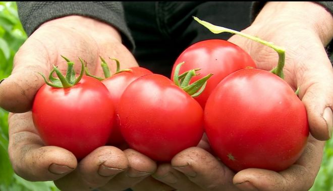 Primele roșii românești din acest an, în piețe. Prețul unui kilogram de tomate autohtone crescute în sol