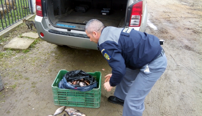 Prins de polițiști cu peste  100 kg de pește, în portbagajul unui Audi - prins-1490372994.jpg