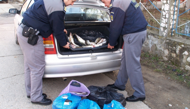 Prins de polițiști cu peste  100 kg de pește, în portbagajul unui Audi - prins1-1490372982.jpg