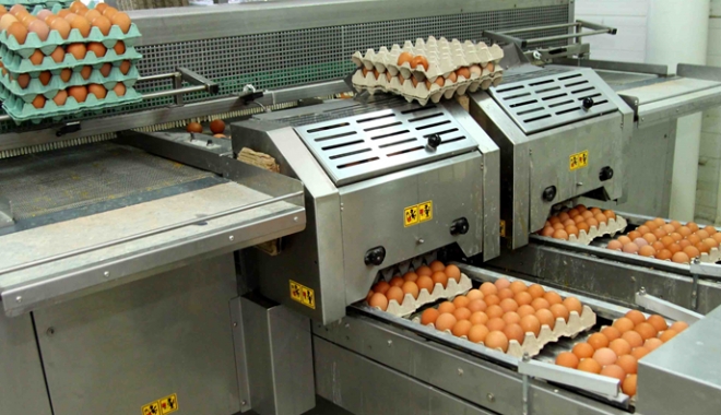 Producătorii de ouă din România sunt aduși în prag de faliment - producatorideoua-1475764781.jpg