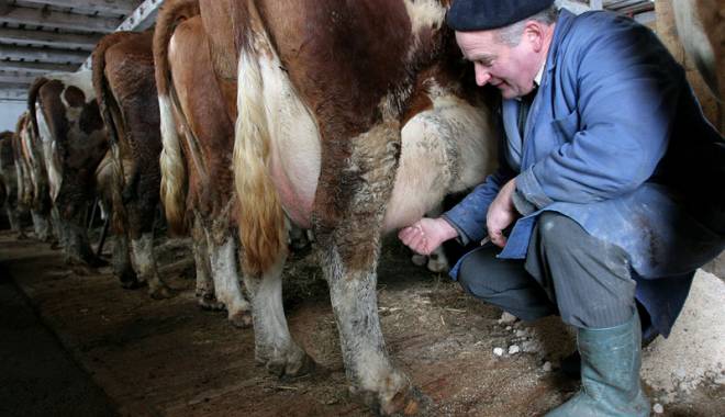 Producătorii de lapte pot solicita ajutorul excepțional - producatoriidelapte-1458938140.jpg
