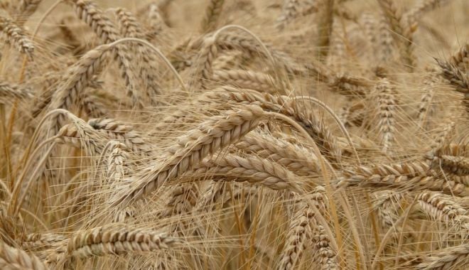 Producţia agricolă vegetală a scăzut în 2020 - productiaagricoladevegetale-1617183440.jpg