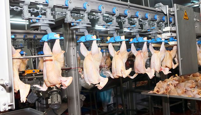 Producția de carne crește la păsări și ovine - productiadecarnecrestelapasarisi-1660136572.jpg