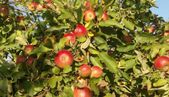 Producția de fructe a scăzut în 2014 - productiadefructe-1428247558.jpg