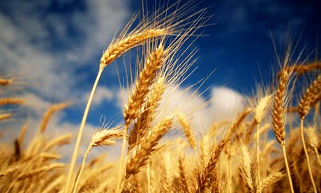 Italia - al doilea importator de gâu al lumii - productiadegrauadepasit7milioane-1316248311.jpg