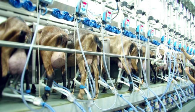 Producția de lapte a crescut cu aproape 9% - productiadelapte-1528820202.jpg