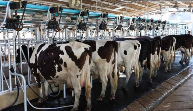 Producția și importul de lapte sunt în creștere - productiasiimportuldelaptesuntin-1534072264.jpg