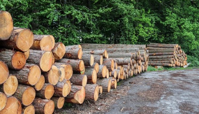 România, printre țările cu cea mai ridicată producție de lemn pentru combustibil din Europa - productiebusteni-1671562069.jpg