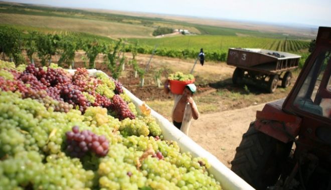 Producţia de vin a României a scăzut - productiedevininscaderesursa-1603818794.jpg