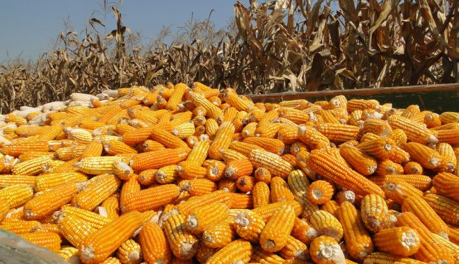 Producția de cereale în scădere în 2020 - productiidecereale-1609321738.jpg