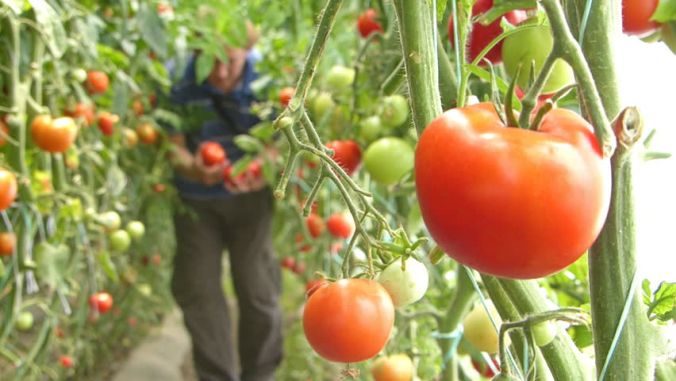Peste 181 de milioane de lei pentru plata beneficiarilor programului de tomate în spaţii protejate - program-tomate-1721144860.jpg