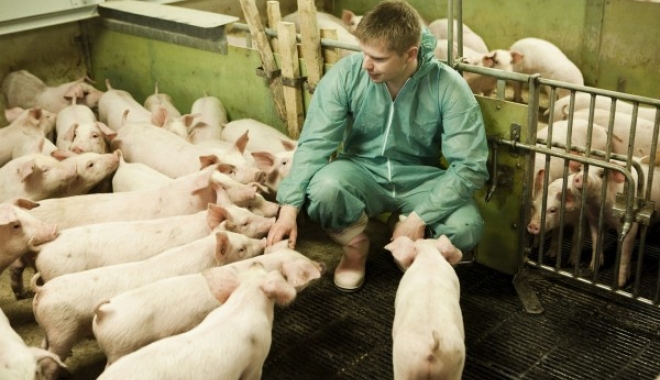 Program de sprijin pentru crescătorii de porci din rasele Bazna și Mangalița - programdesprijinpentrucrescatori-1515592171.jpg