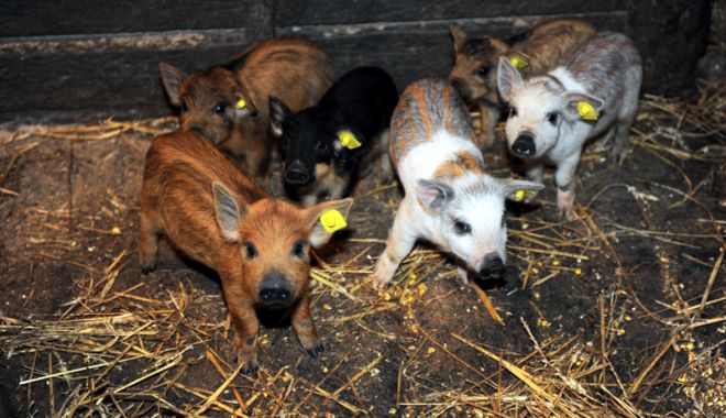 Programul de salvare a raselor de porci Bazna și Mangalița - programuldesalvare-1524146521.jpg