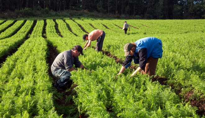 Cota TVA va scădea, în agricultură, de la 19% la 9% pentru încă opt lucrări și servicii - proiecttvaagricultura-1513356822.jpg