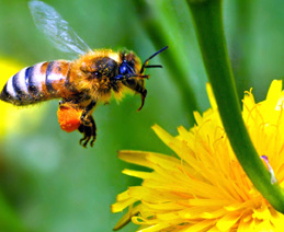 Puterile vindecătoare ale propolisului - propolis-1330964793.jpg