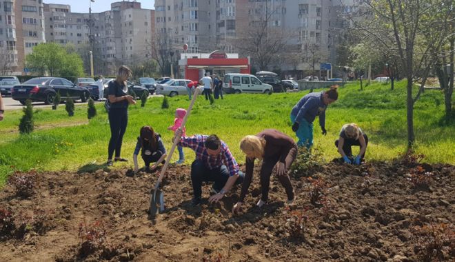 Social-democrații din Constanța au plantat arbuști în apropierea pasajului subteran de la Gară - psd3-1524396176.jpg