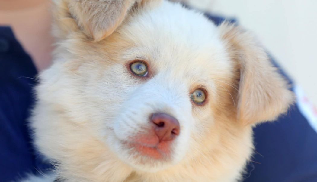 Adoptaţi-l pe Puf! Este adorabil şi are ochii verzi ca smaraldul - puf-1713290366.jpg