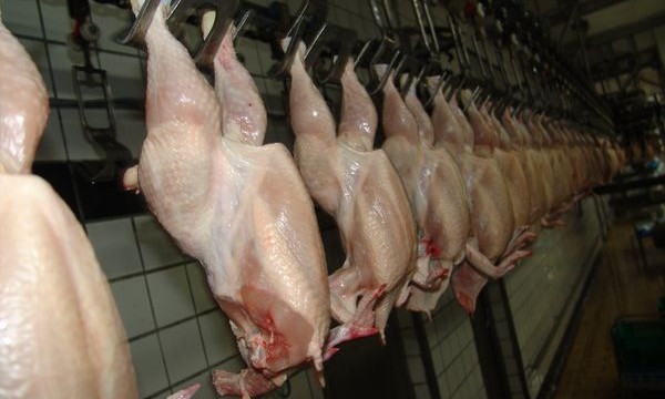 Selgros a retras din magazine toate produsele livrate de Avicola Călărași - pui-1383128835.jpg