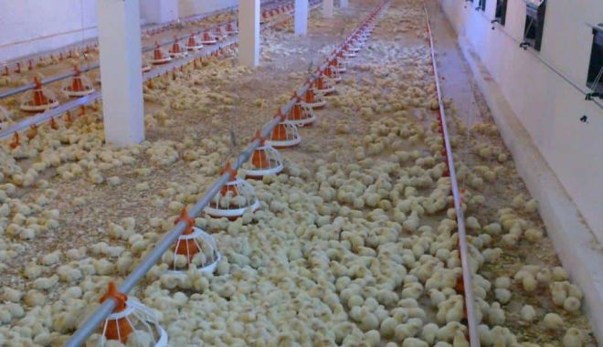 Crescătorii de păsări vin cu precizări despre culorile puilor și controalele efectuate de autorități