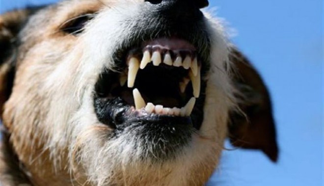 Trei animale din Istria și Mangalia, bolnave de rabie - rabie-1332239731.jpg