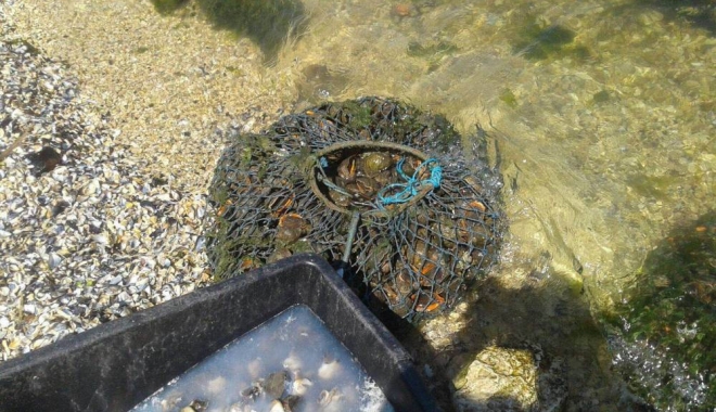 O tonă de rapană confiscată de polițiștii de frontieră din cadrul Gărzii de Coastă - rapana-1475652262.jpg