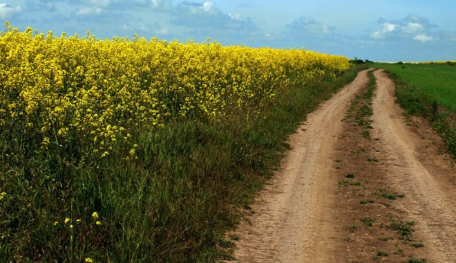 Agricultura constănțeană,  răpusă de secetă și îngheț - rapita-1335976073.jpg