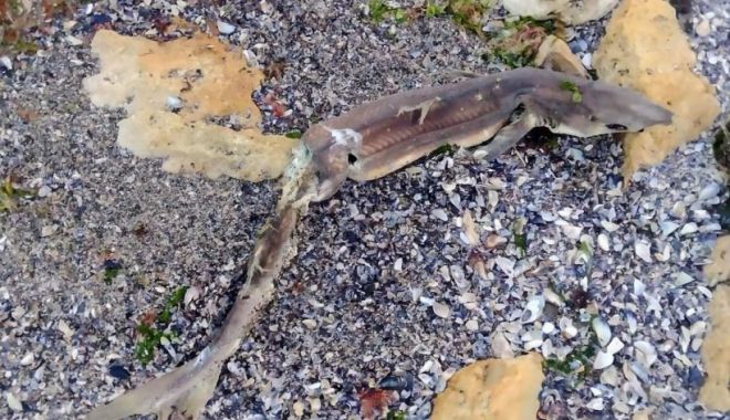Un rechin dintr-o specie inofensivă a eșuat pe plaja dintre Eforie Sud și Tuzla