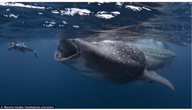 GALERIE FOTO / Un scufundător, înghițit de un rechin-balenă? Ce se întâmplă mai departe - rechinbalena-1311347209.jpg