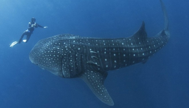 GALERIE FOTO / Un scufundător, înghițit de un rechin-balenă? Ce se întâmplă mai departe - rechinbalena2-1311347221.jpg