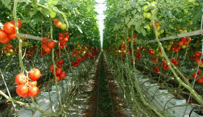 Recomandări pentru producătorii de tomate în spații protejate - recomandaripentruproducatoriidet-1540563915.jpg