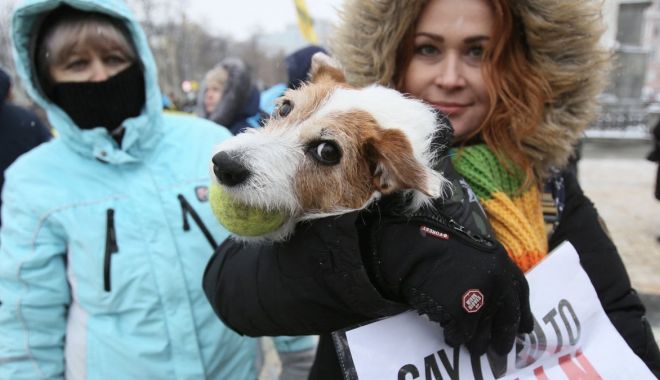 Refugiații ucrainenei nu mai pot intra în România cu animalele de companie fără dovada vaccinării. Vezi de când se aplică