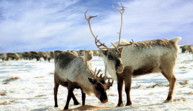 Reni radioactivi în Norvegia, la 30 de ani de la catastrofa de la Cernobîl - reindeer1-1412682763.jpg