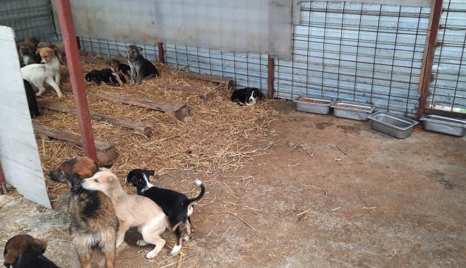 Adăpostul pentru animalele fără stăpân din Constanţa este renovat - renovarejpg-2-1683550921.jpg