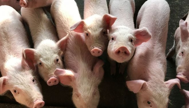 Republica Moldova a interzis importurile de carne de porc din România - republicamoldovaainterzis-1620573455.jpg